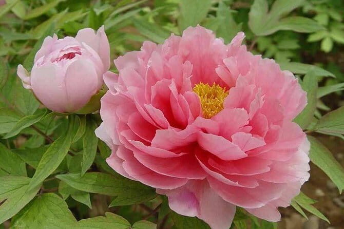 1-Day Luoyang tour to Longmen Grottoes and Peony Garden - A Deep Dive into the Luoyang Tour Experience