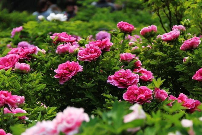 1-Day Luoyang tour to Longmen Grottoes and Peony Garden - Final Thoughts