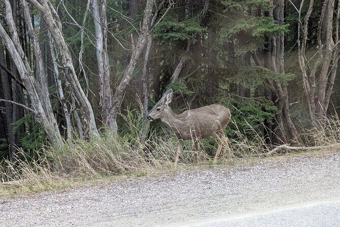 1 Day of Banff Viewpoints Lakes Bow Valley in Private Custom Tour - Final Thoughts