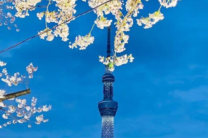 1 Day Private Charter Tokyo Sight Seeing green number plate - An In-Depth Look at the Tour Experience