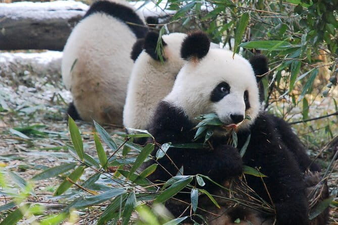 1 Day Private Tour Chengdu Panda Leshan Buddha & Foodie Tour - Final Thoughts