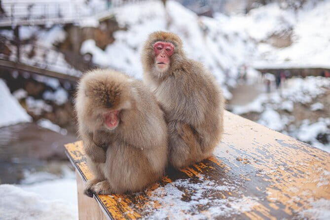 1 Day Private Tour Fuji FujiQ Kawaguchiko Pagoda - Final Thoughts: Is This Tour for You?