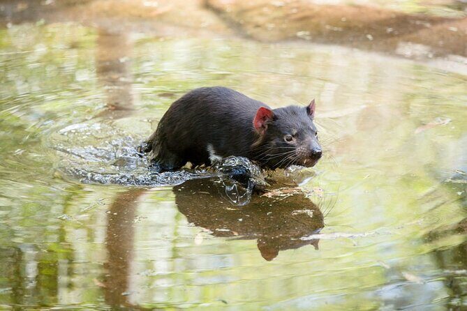 1 day Puffing Billy Steam Train and Wildlife Tour from Melbourne - The Sum Up