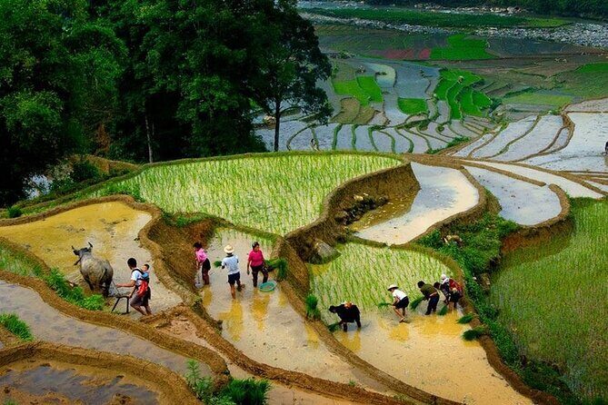 1 Day Sapa Trekking To Lao Chai and Ta Van Village - The Sum Up