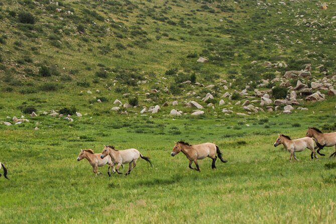 1 Day Semi-Gobi Tour Including Lunch And Free Camel +Bonus Khustai National Park - The Value and Cost