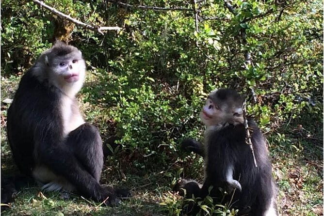 1-Day Shangri-La Private Tour: Potatso National Park and Baiji Temple - The Sum Up