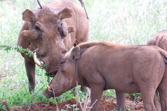 1 Day Shimba Hills starting from Diani Beach. - Detailed Review: What to Expect from the Shimba Hills Day Trip