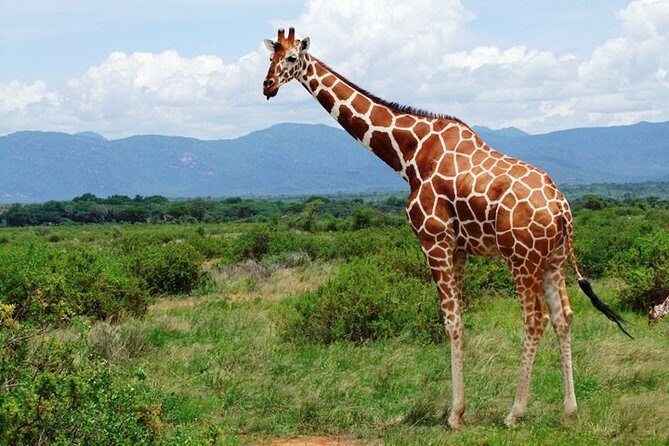 1 Day Shimba Hills starting from Diani Beach. - Who Should Consider This Tour?