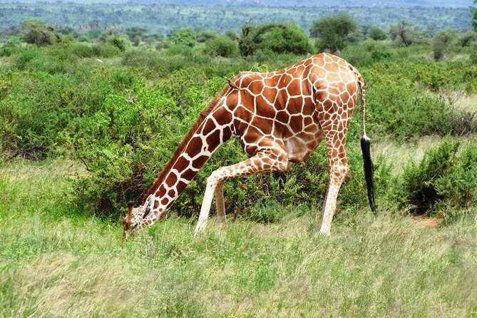 1 Day Shimba Hills starting from Diani Beach. - FAQ