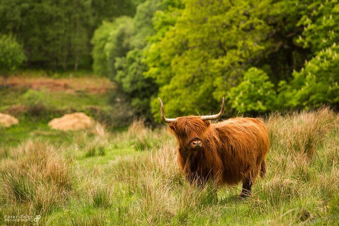 1-day Small Group Loch Ness Discovery Tour from Glasgow - Summary of Value and Experience