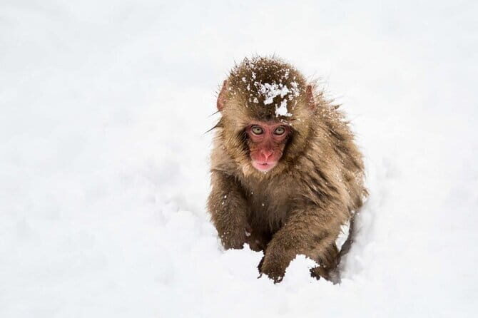 1-Day Snow Monkeys & Zenko-ji Tomyo Lantern Festival Tour - The Itinerary in Detail
