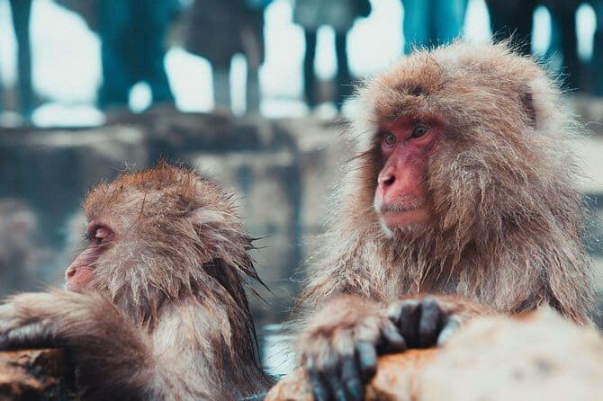 1-Day Snow Monkeys & Zenko-ji Tomyo Lantern Festival Tour - Final Thoughts