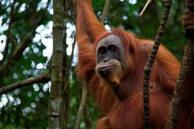 1 Day Sumatra Orangutan Jungle Trekking Medan - Bukit lawang - Exploring the Sumatra Orangutan Jungle Trekking Experience
