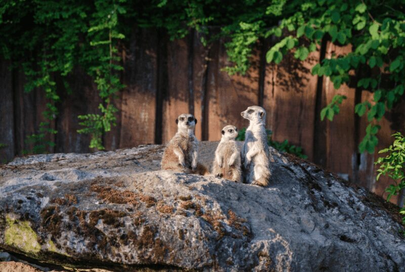 1-day ticket for Schwerin Zoo - A Detailed Look at What to Expect at Schwerin Zoo