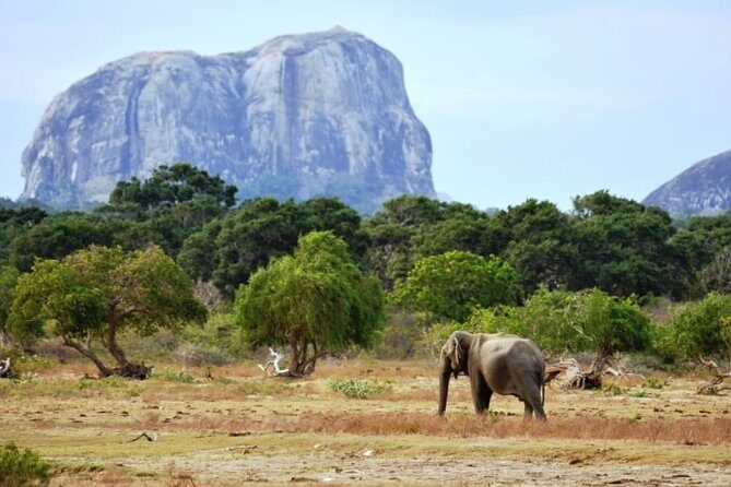 1 Day tour to Yala National Park or Udawalawe National Park - Who Is This Tour Best For?