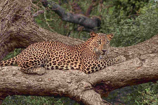 1 Day tour to Yala National Park or Udawalawe National Park - FAQs