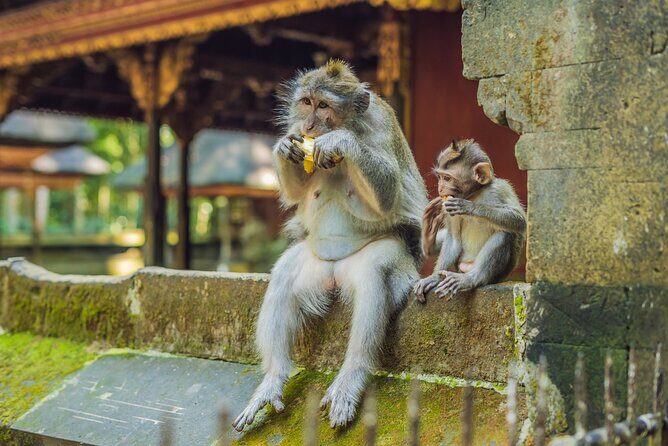 1-Day Ubud Tours All-Inclusive - Transportation and Comfort