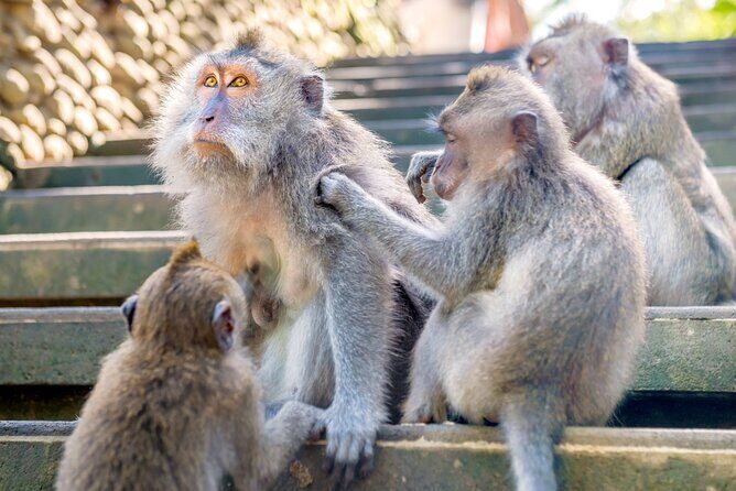 1-Day Ubud Tours All-Inclusive - Who Is This Tour Best For?