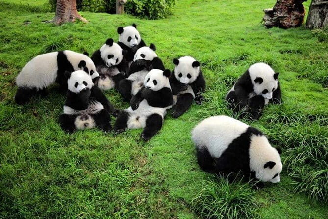 1 Day Wenshu Monastery Tea and Veggie Tour from Chengdu - FAQ