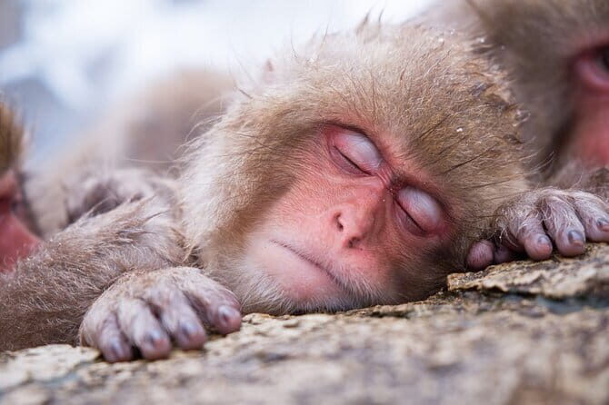 1-Day Winter Tour From Nozawa Onsen: Snow Monkeys, Zenko-ji Temple & Sake - Review of the 1-Day Winter Tour from Nozawa Onsen: Snow Monkeys, Zenko-ji Temple & Sake