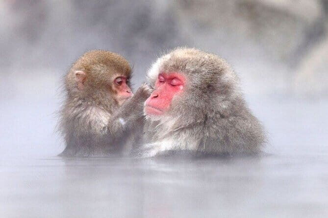 1-Day Winter Tour From Nozawa Onsen: Snow Monkeys, Zenko-ji Temple & Sake - Who Should Book This Tour?