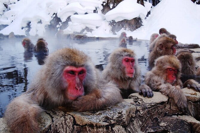 1-Day Winter Tour From Nozawa Onsen: Snow Monkeys, Zenko-ji Temple & Sake - FAQ