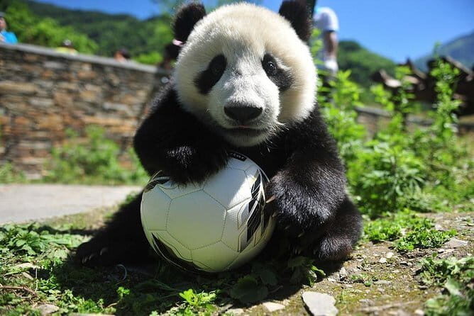 1 Day Wolong Panda Nature Reserve Tour - Discovering the 1-Day Wolong Panda Nature Reserve Tour: An Authentic Panda Experience