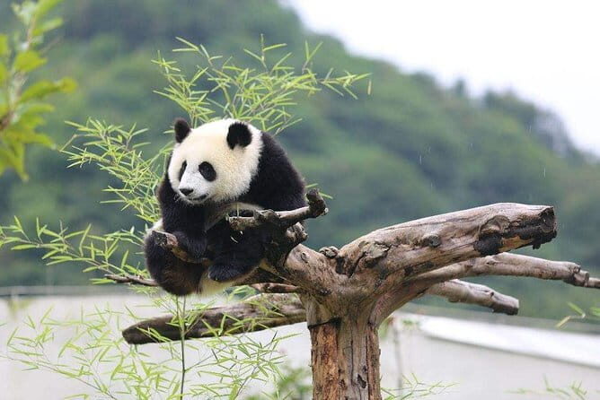 1 Day Wolong Panda Nature Reserve Tour - Key Points