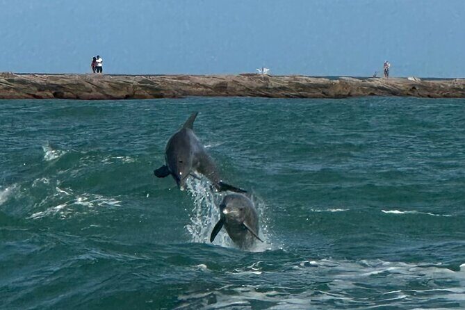 1 Hour Dolphin Dash - What to Expect from the 1 Hour Dolphin Dash