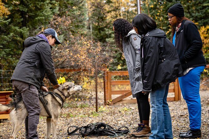 1 Hour Fall Sled Dog Experience in Two Rivers - A Closer Look at the Experience