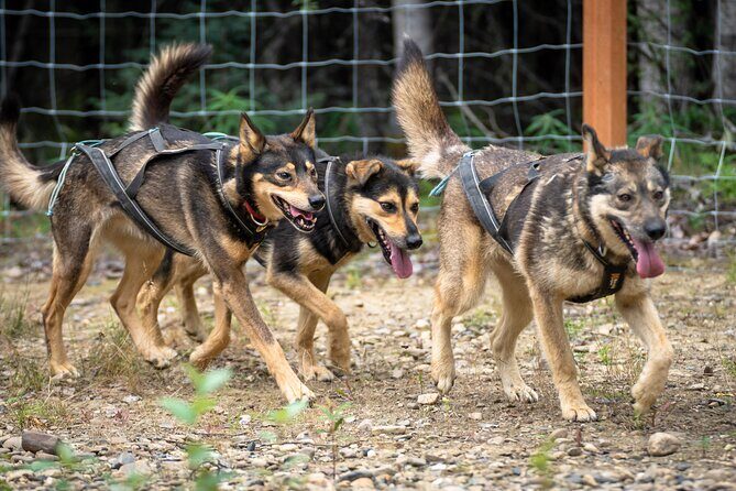 1 Hour Fall Sled Dog Experience in Two Rivers - Final Thoughts