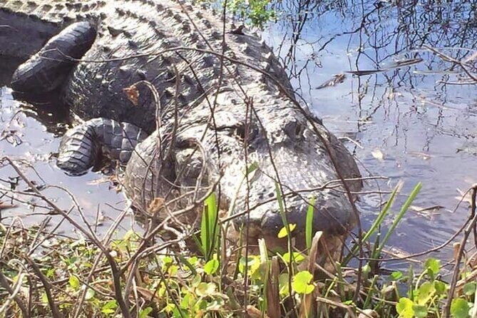 1 Hour Florida Everglades Wildlife Tour - Key Points
