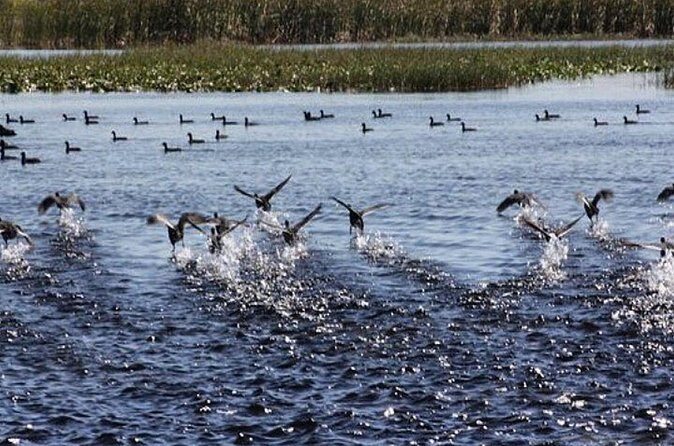 1 Hour Florida Everglades Wildlife Tour - Who Should Consider This Tour?