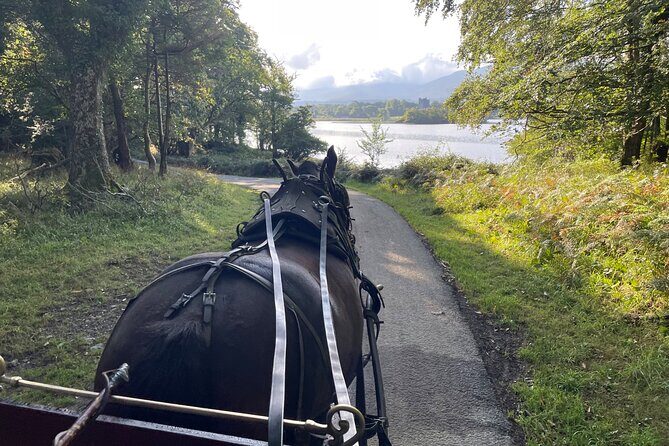 1 Hour Guided Carriage Tour in Killarney National Park - FAQ