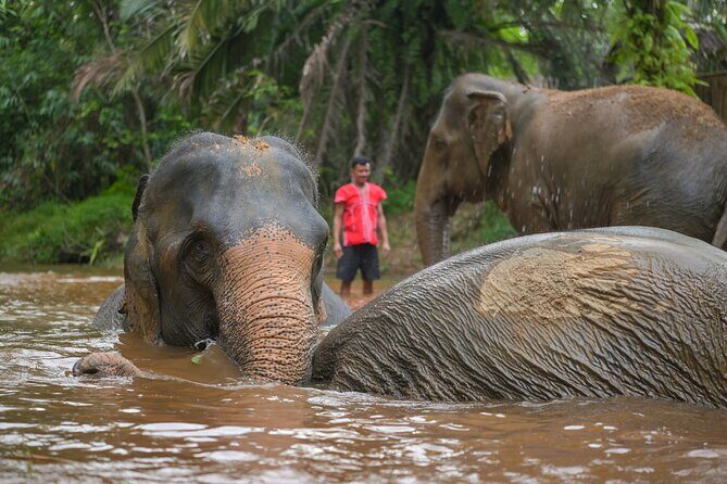 1-Hour Guided Khaolak Elephant Sanctuary Observation Tour - An In-Depth Look at the Experience