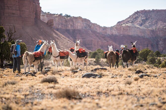 1-Hour Llama Hike Family Friendly and Fun - FAQs