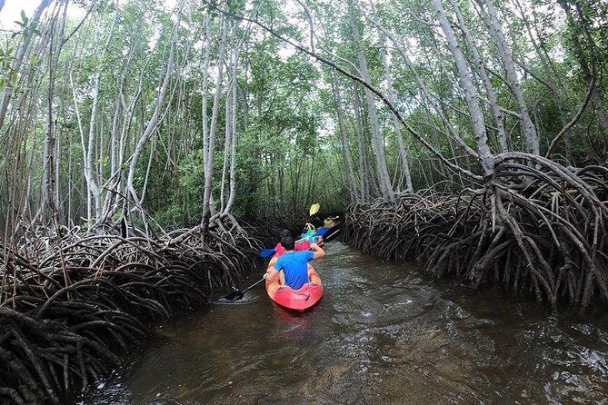 1 Hour Mangrove Tour From Lembongan with Kayak, Paddle, or Boat - An Honest Look at the Mangrove Tour Experience