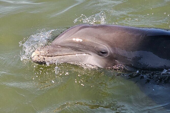 1 Hour Private Dolphin and Nature Tour - In-Depth Look at the Tour Experience