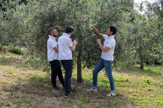1-Hour Private Tour of the Oil Mill with Tasting in Piedicolle - The Experience Breakdown