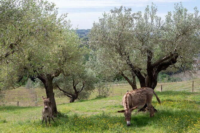 1-Hour Private Tour of the Oil Mill with Tasting in Piedicolle - Final Thoughts: The Value of This Tour