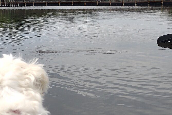 1-Hour Single Kayak Rental with Manatee & Dolphin sightings - An In-Depth Look at the Experience
