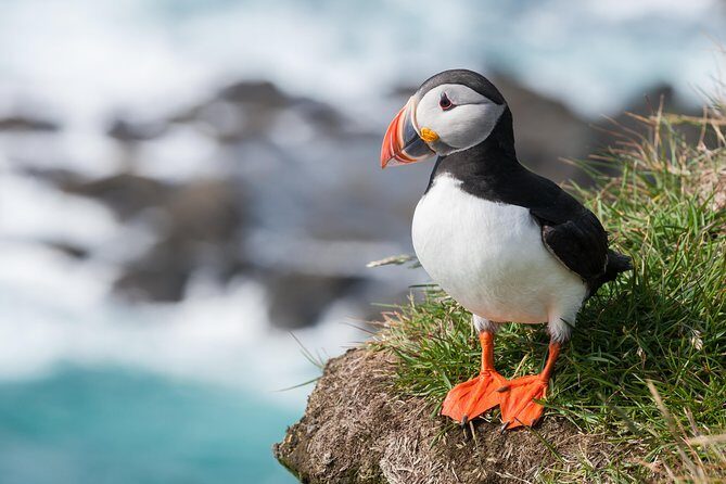 1-Hour Small Group Sightseeing Boat Tour in Vestmannaeyjar - Exploring the Details of the Vestmannaeyjar Boat Tour
