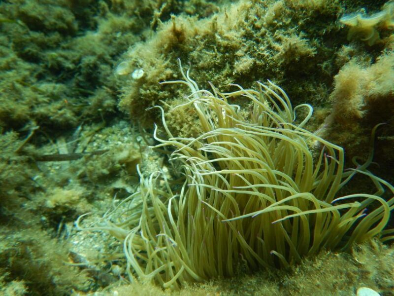 1-Hour Snorkeling Tour in Paraggi Bay, Portofino - Key Points