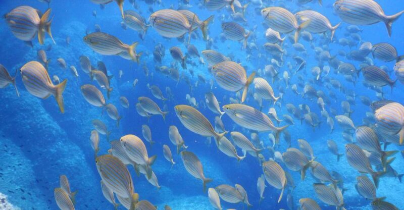 1-Hour Snorkeling Tour in Paraggi Bay, Portofino - What to Expect During the Tour