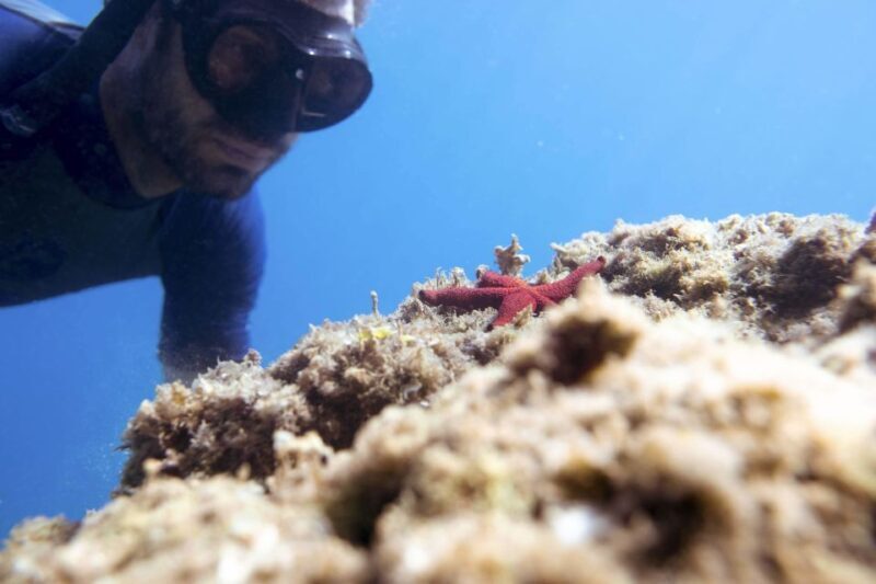 1-Hour Snorkeling Tour in Paraggi Bay, Portofino - The Sum Up: Who Will Love This Tour?