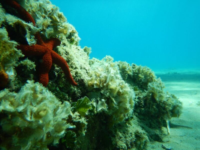 1-Hour Snorkeling Tour in Paraggi Bay, Portofino - FAQ