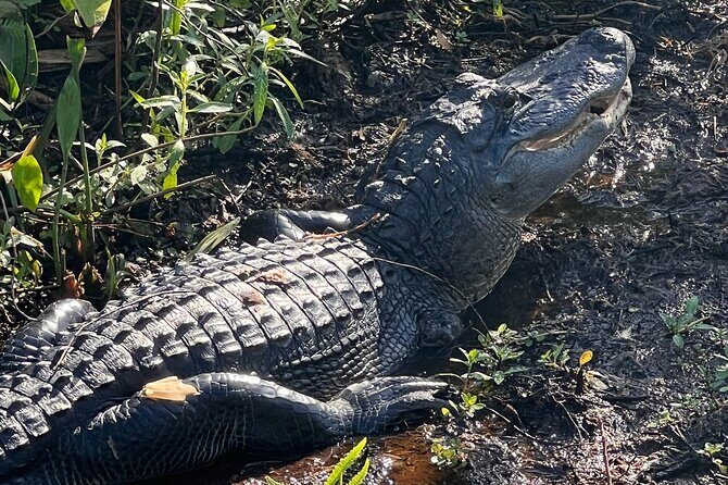 1 Hour Sunset Airboat Tour - The Guides: Knowledge and Passion