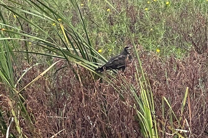 1 Hour Sunset Airboat Tour - Final Thoughts: Is It Worth It?