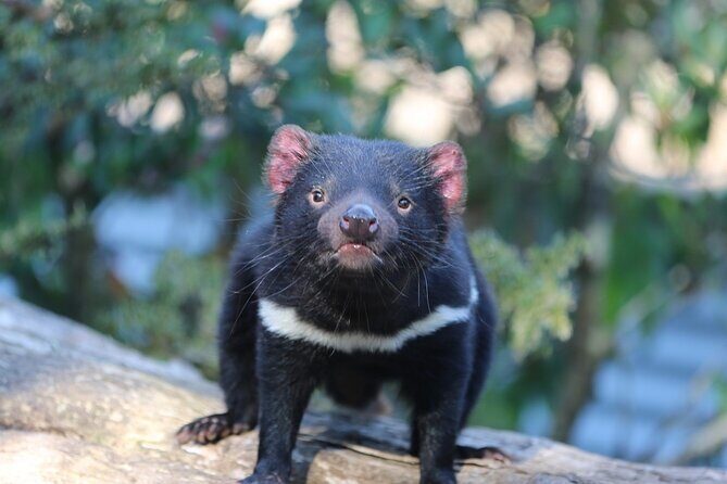1-Hour Tasmanian Devil Feeding Day Tour at Cradle Mountain - Unpacking the Experience: What to Expect