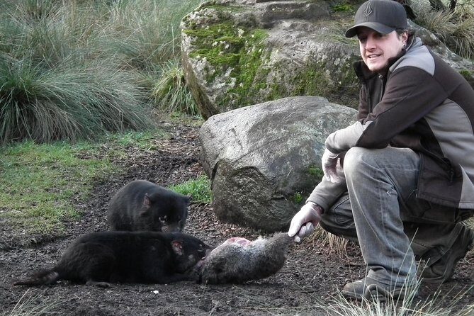 1-Hour Tasmanian Devil Feeding Day Tour at Cradle Mountain - FAQ